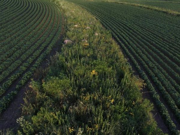 Grassland bird response to prairie strips in agricultural landscapes.