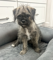 Babette - ADOPTED