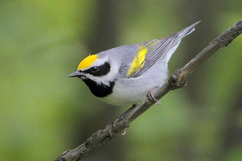 Golden-winged Warbler