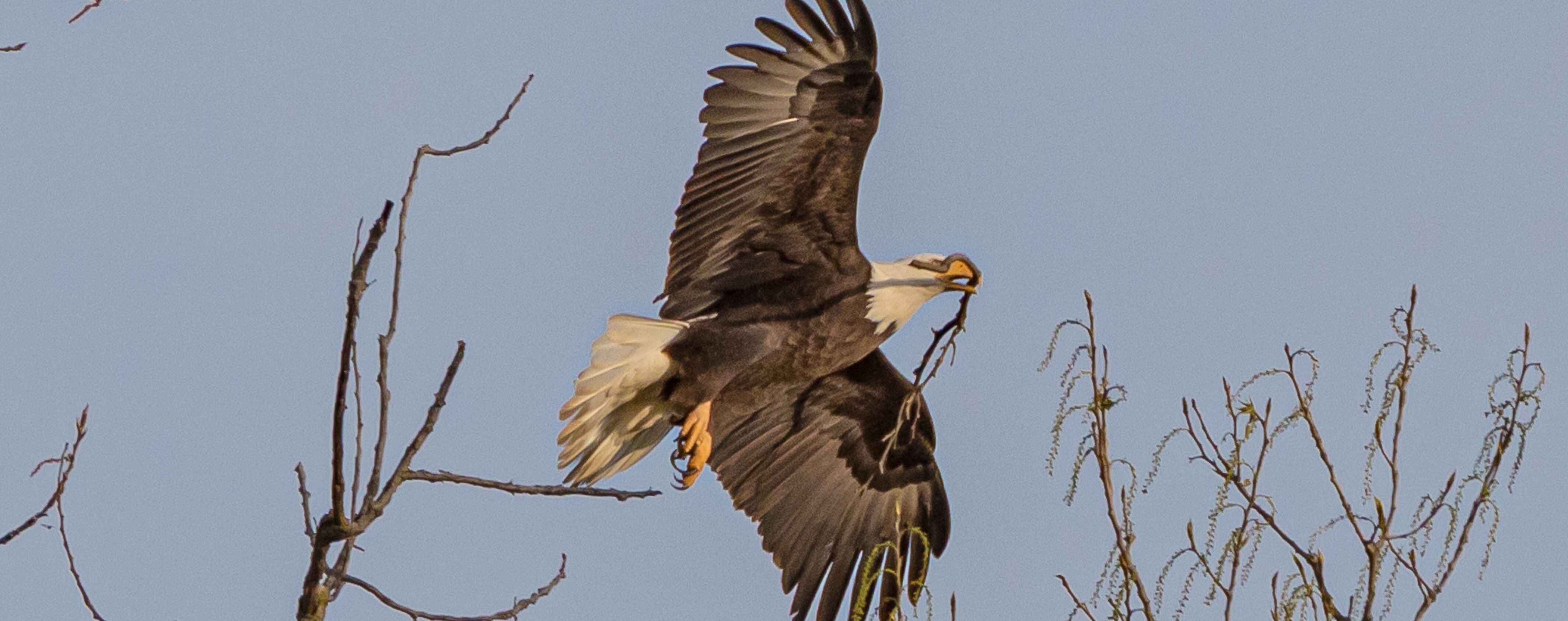 NOW IS AN EXCELLENT TIME TO WATCH FOR BALD EAGLES
