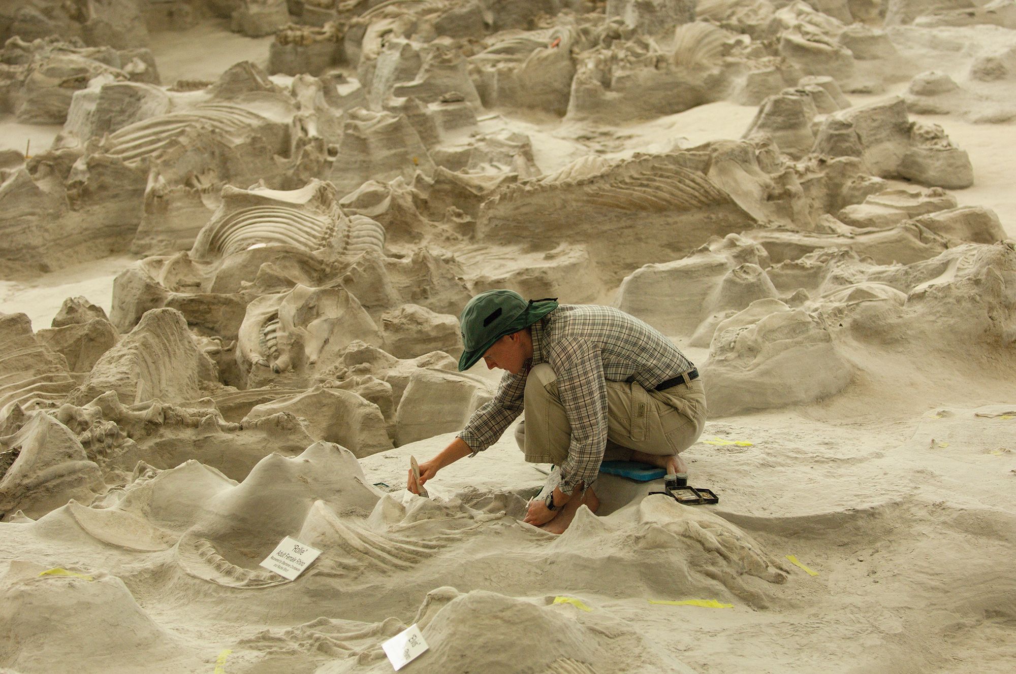 Life and Death at a Nebraska Waterhole : Ashfall Fossil Beds : Science &  Culture | Vertebrate Paleontology : Collections & Research : University of  Nebraska State Museum of Natural History