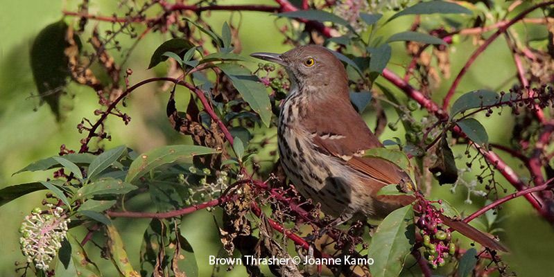 Brown Thrasher