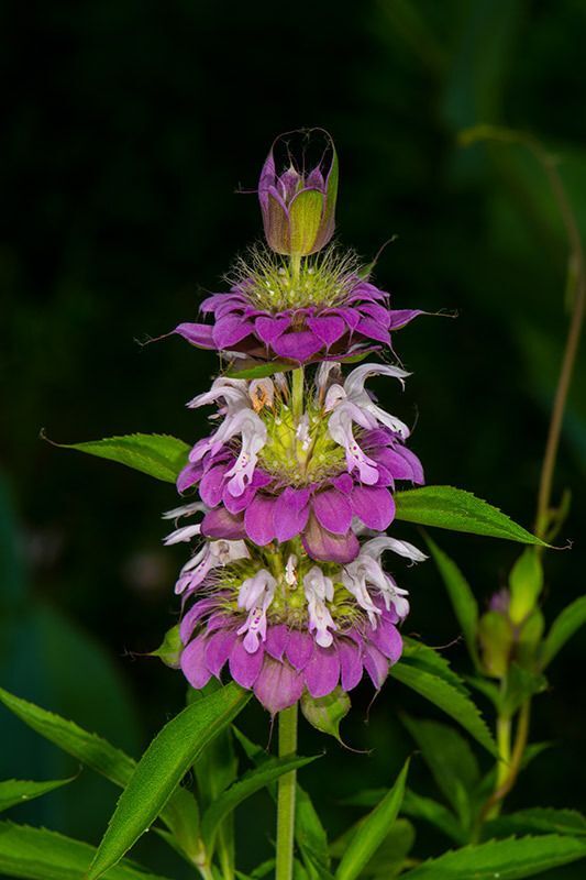 Lemon Beebalm