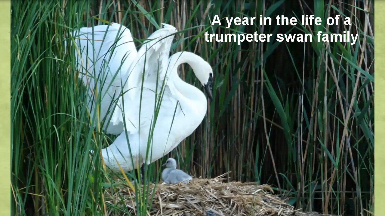 "A year in the life of a trumpeter swan family" webinar recording