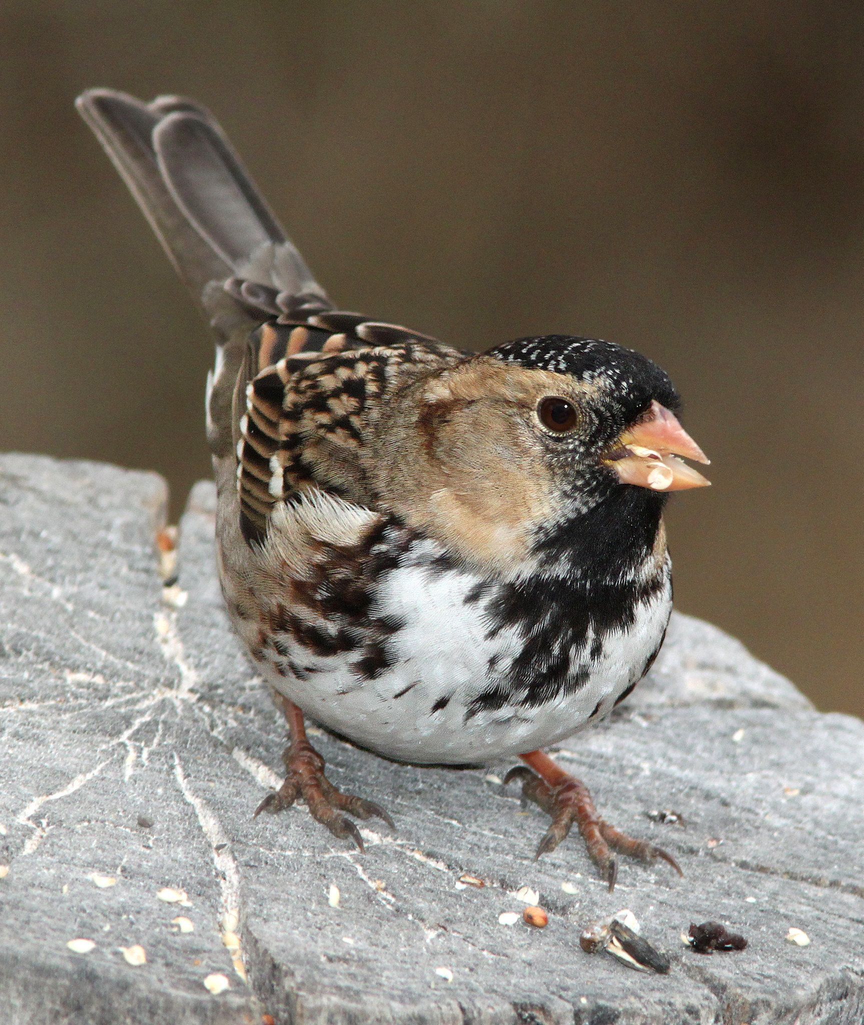 Home for the holidays: Birds to  look and listen for in November  and December