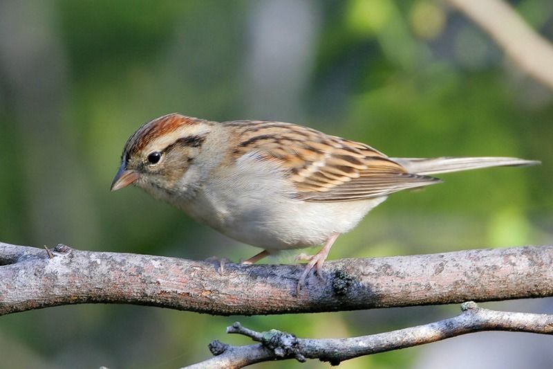 Chipping Sparrow