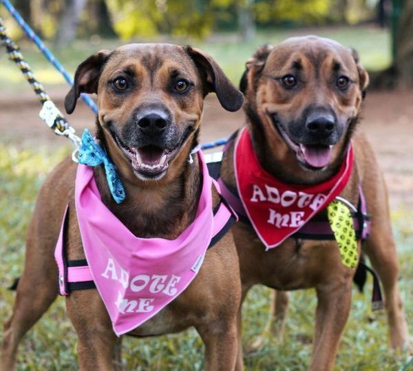 Two dogs wearing Adopt Me scarves