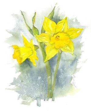 Daffodils are on sale to raise money for Hospice in Routt and Moffat counties