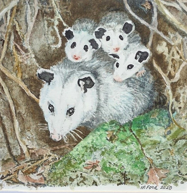 Opossum in a tree.