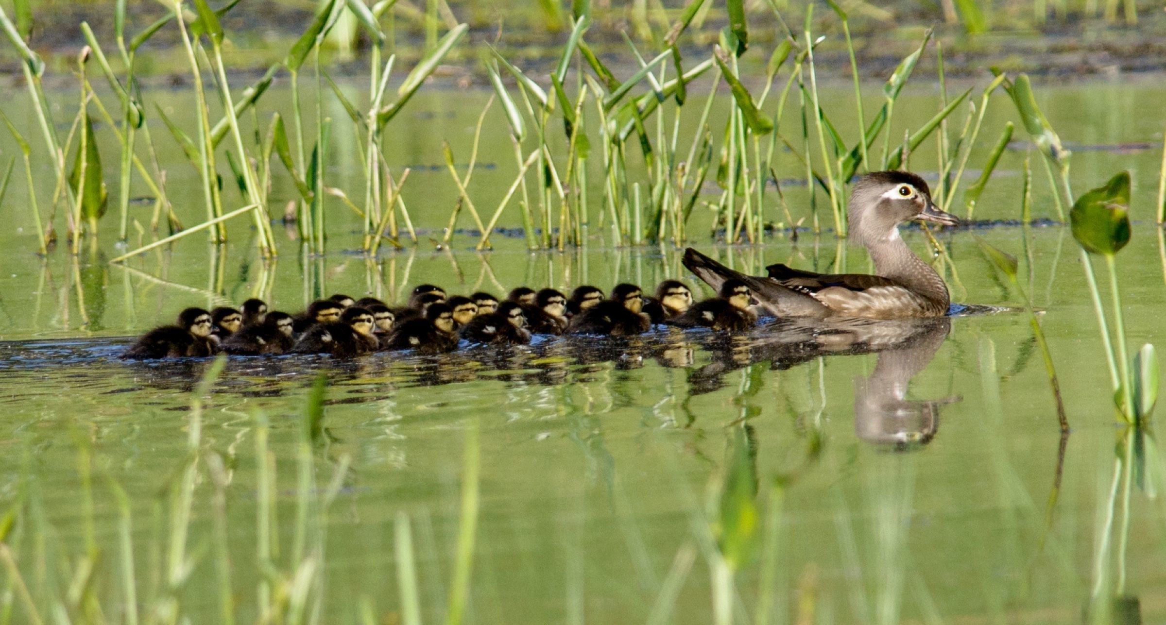 Audubon Wildlife Refuges are Magical Places in Spring