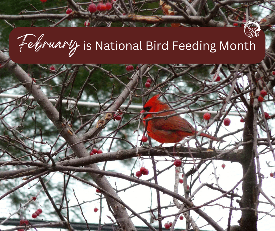 February is National Bird Feeding Month