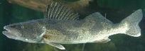 Walleye