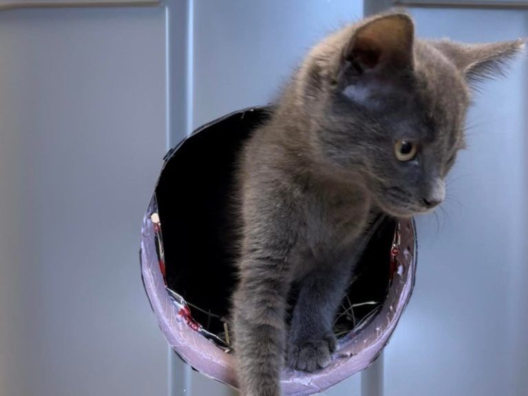 Cat in a DIY cold weather shelter