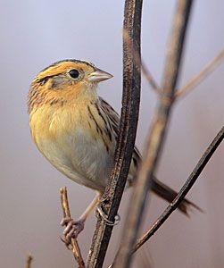 Le Conte's Sparrow