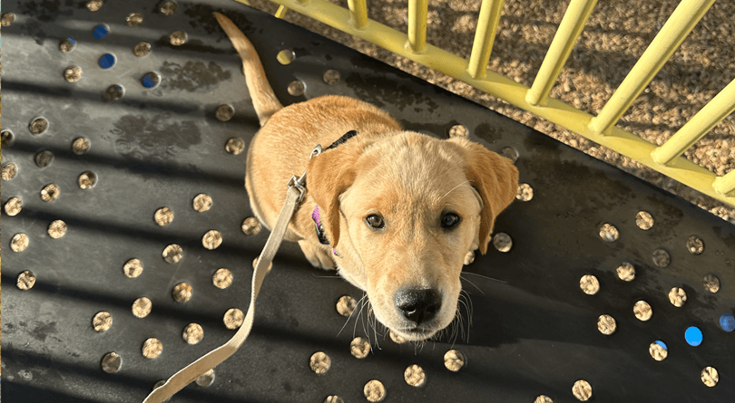Puppy looking up while sitting on piece of play equipment