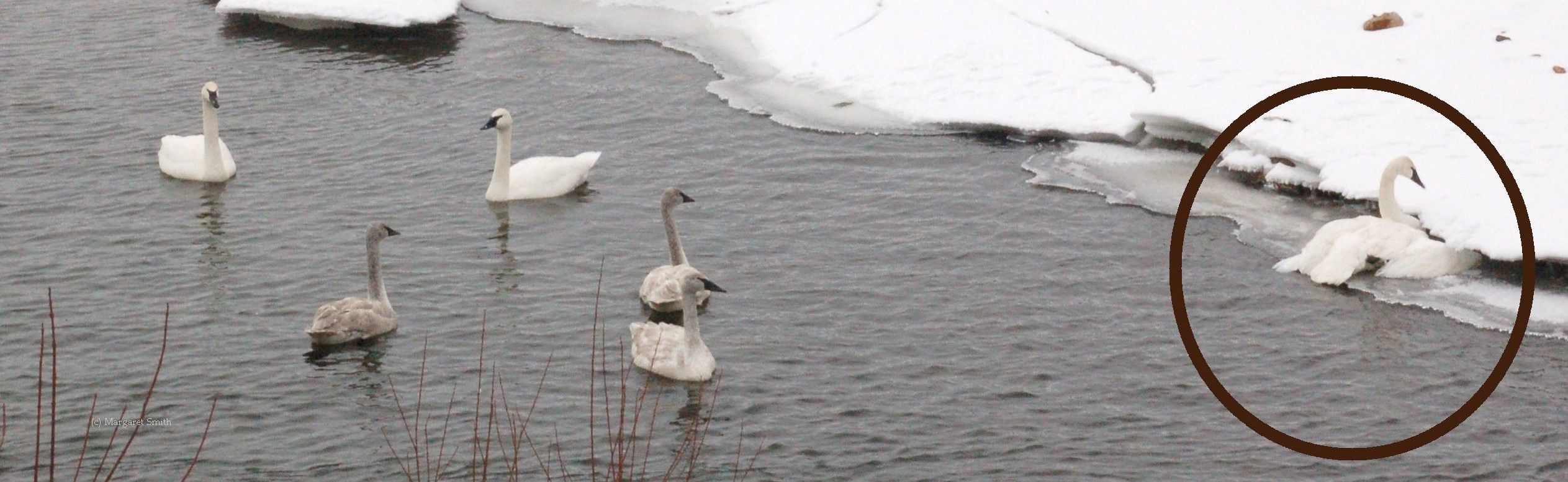 The Trumpeter Swan Society works on swan health issues, including lead poisoning and powerline collisions