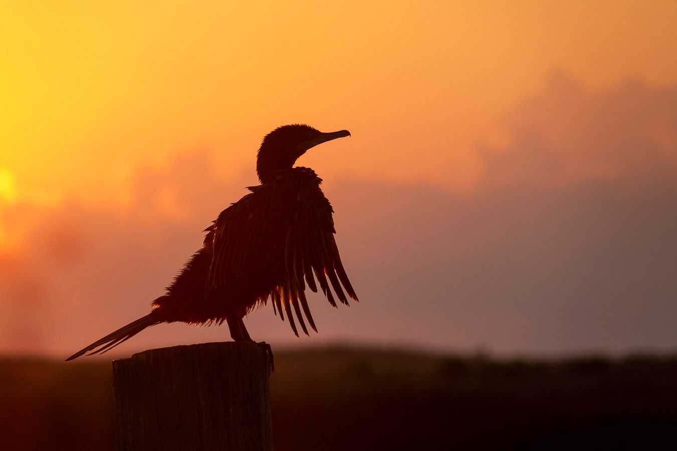 Cormorant at Bolivar Flats - Andy Liu