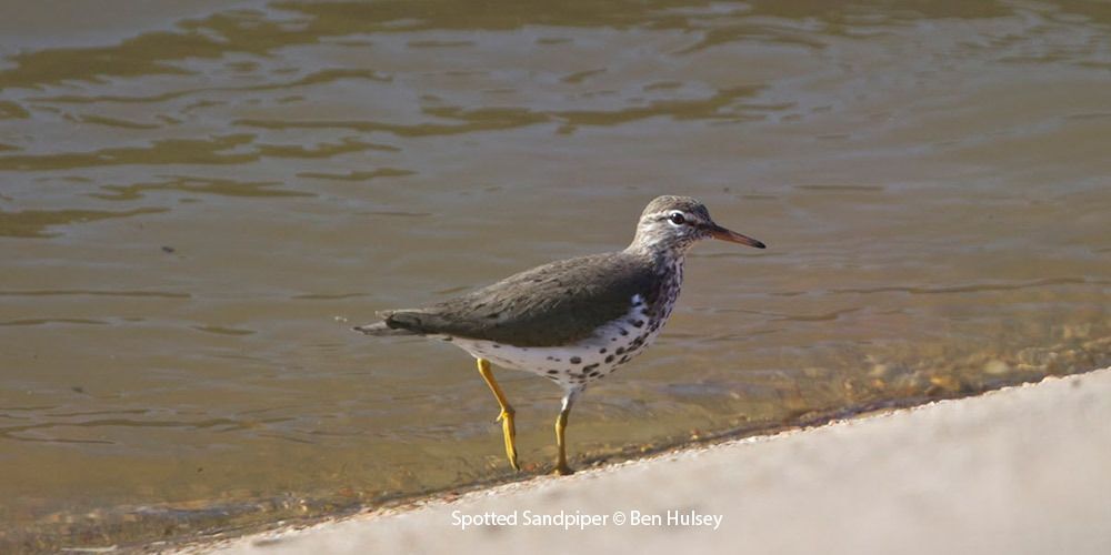 Spotted Sandpiper