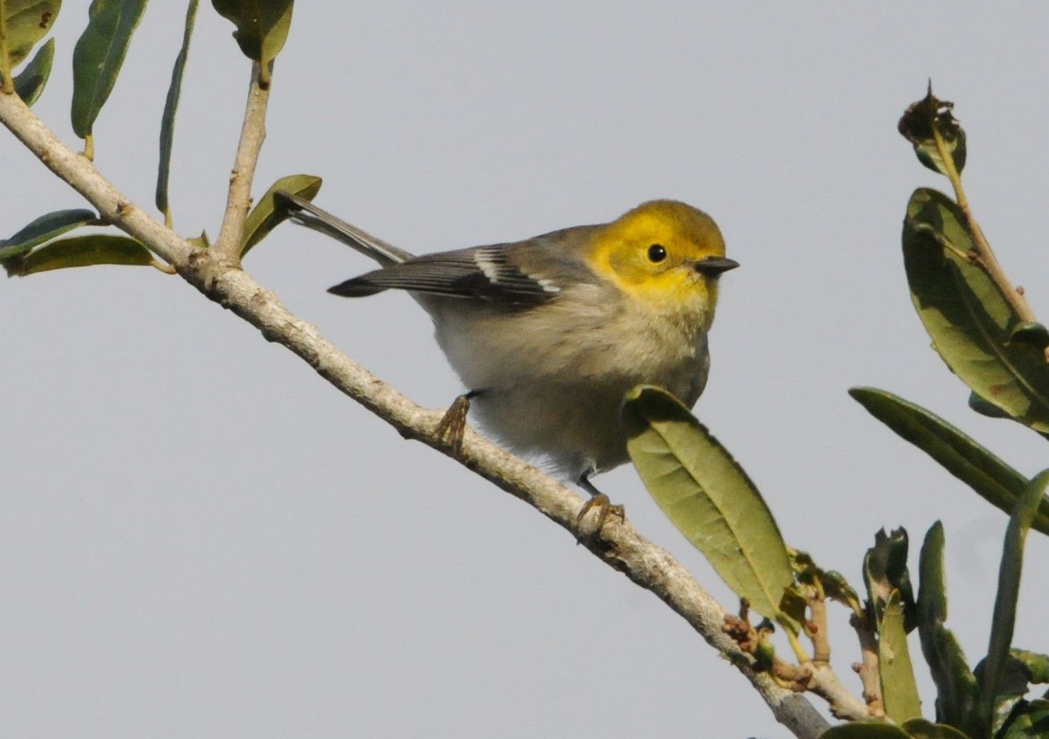 Hermit Warbler | Bird Gallery | Houston Audubon