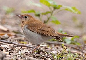 Beak of the Week: Veery