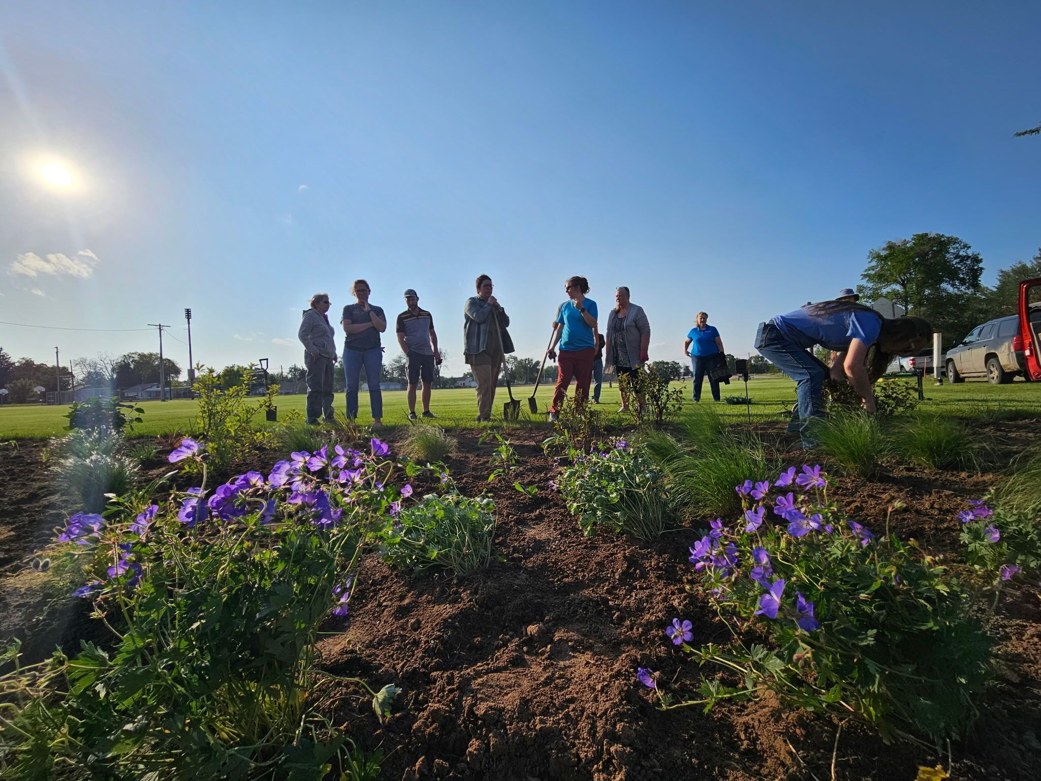 A group of volunteers plant purple flowers and other plants in a large bed set amid a lawn. 