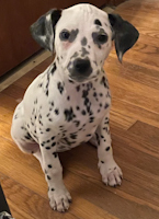 Nyla - ADOPTED