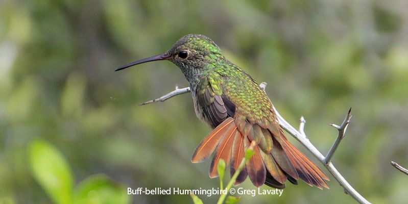 Buff-bellied Hummingbird