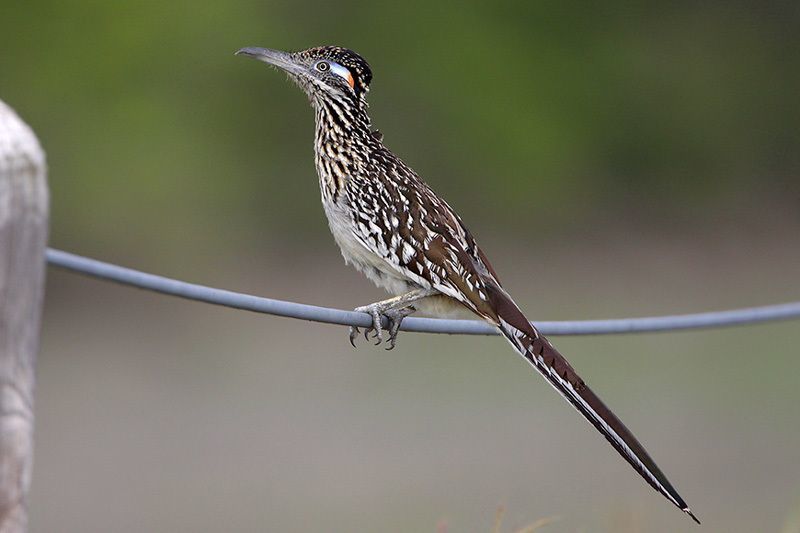 GREATER ROADRUNNER  The Texas Breeding Bird Atlas