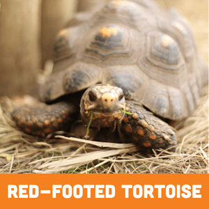 Red-Footed Tortoise