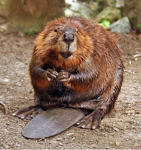 Beavers