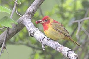 Summer Tanager