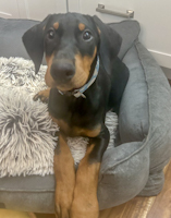 Knox - ADOPTED