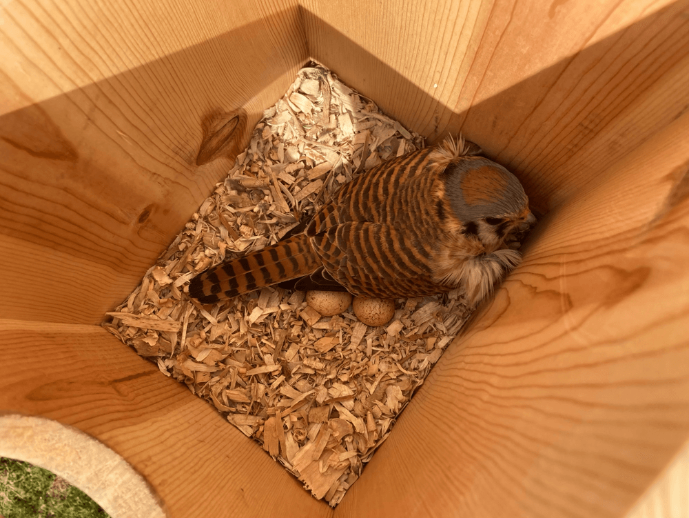 Kestrel parent sitting on clutch of eggs in a nest box. Owl Moon Raptor Center.