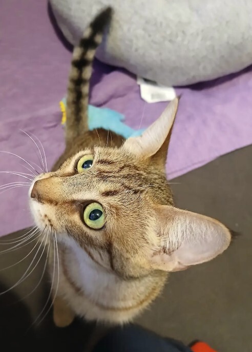Mama Maria - ADOPTION PENDING