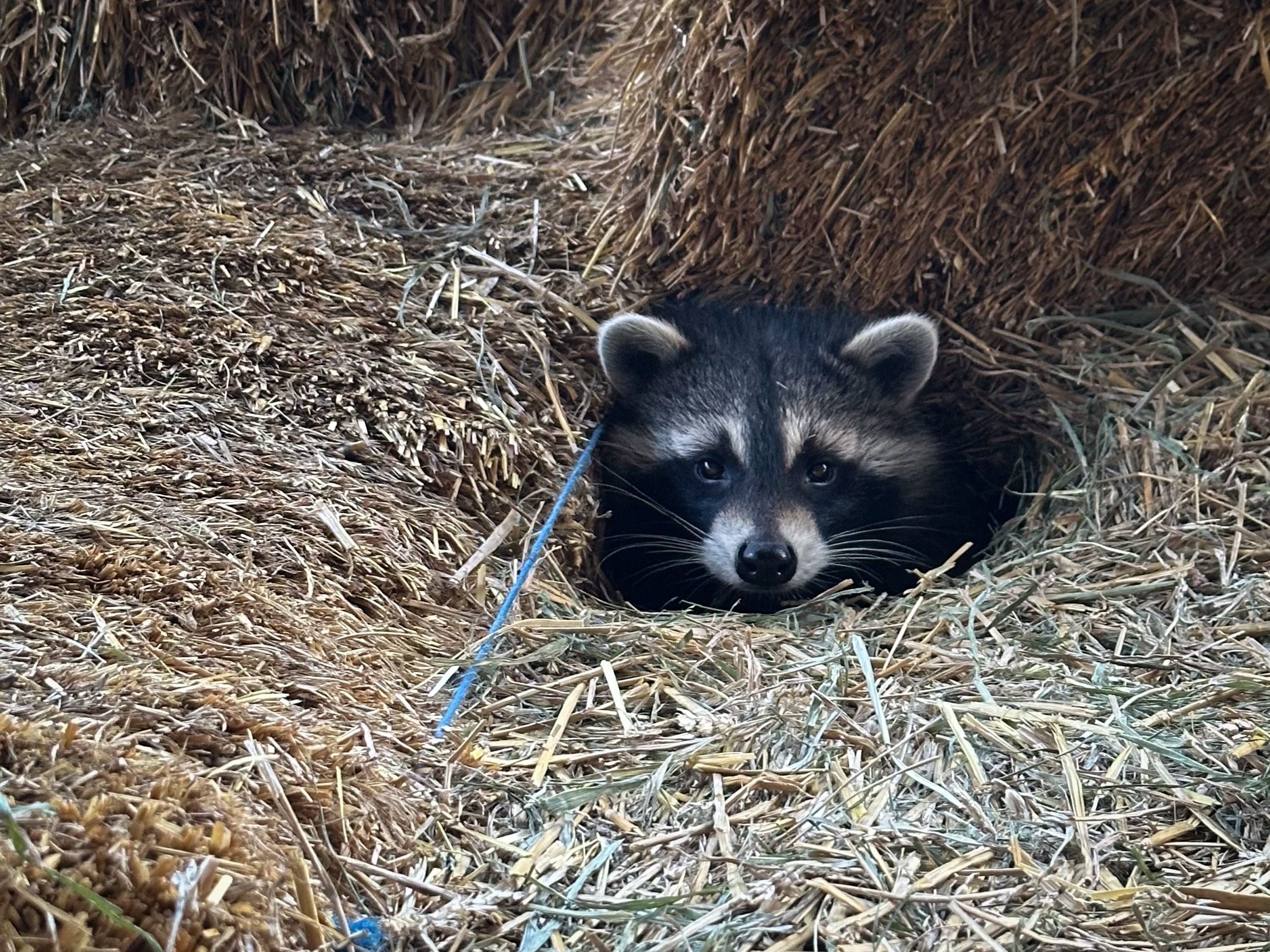 raccoon nebraska wildlife rehab