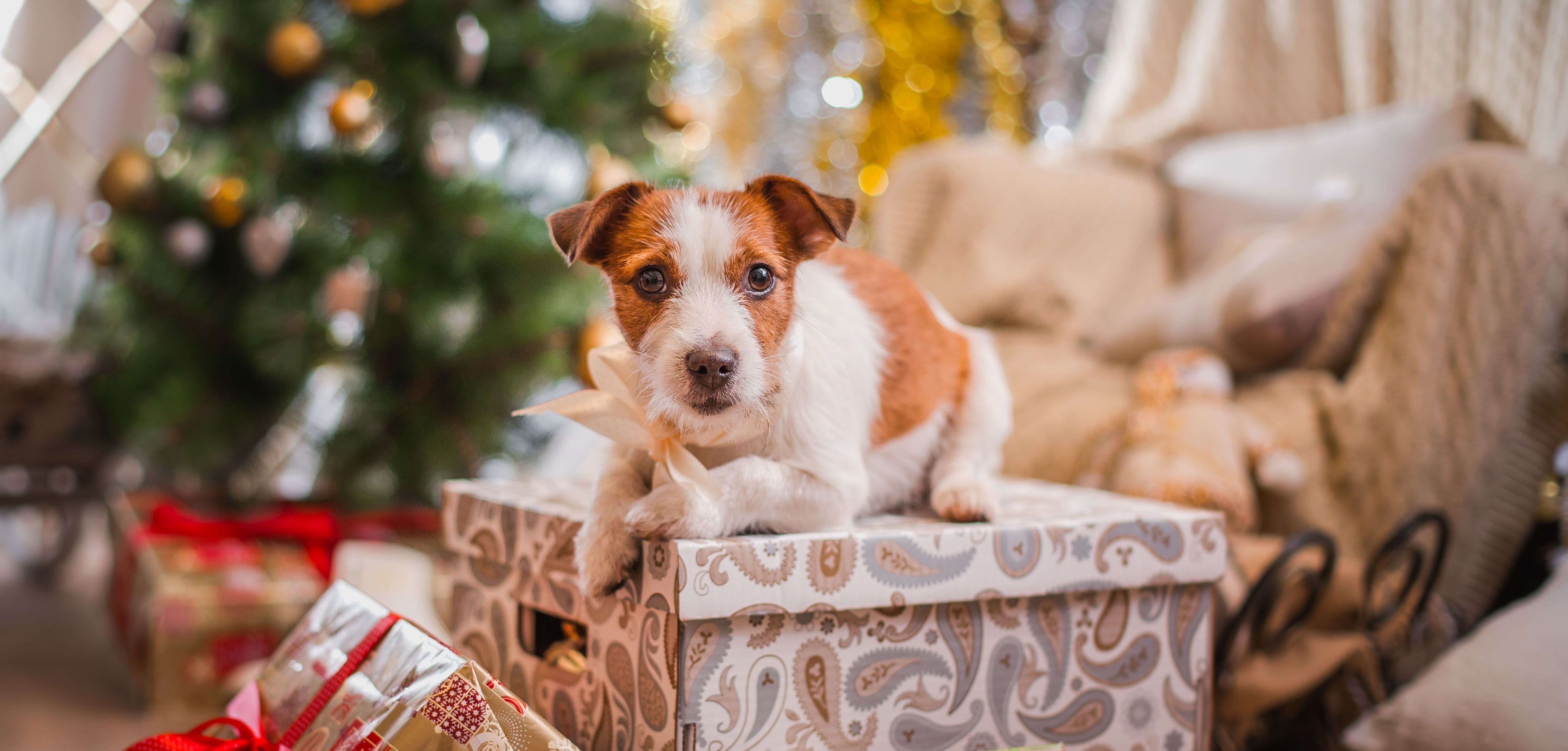 Send some Holiday Cheer to Homeless Pets in Need