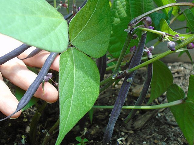 June: A time to plant and praise