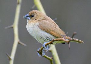 scaly munia immature plumage