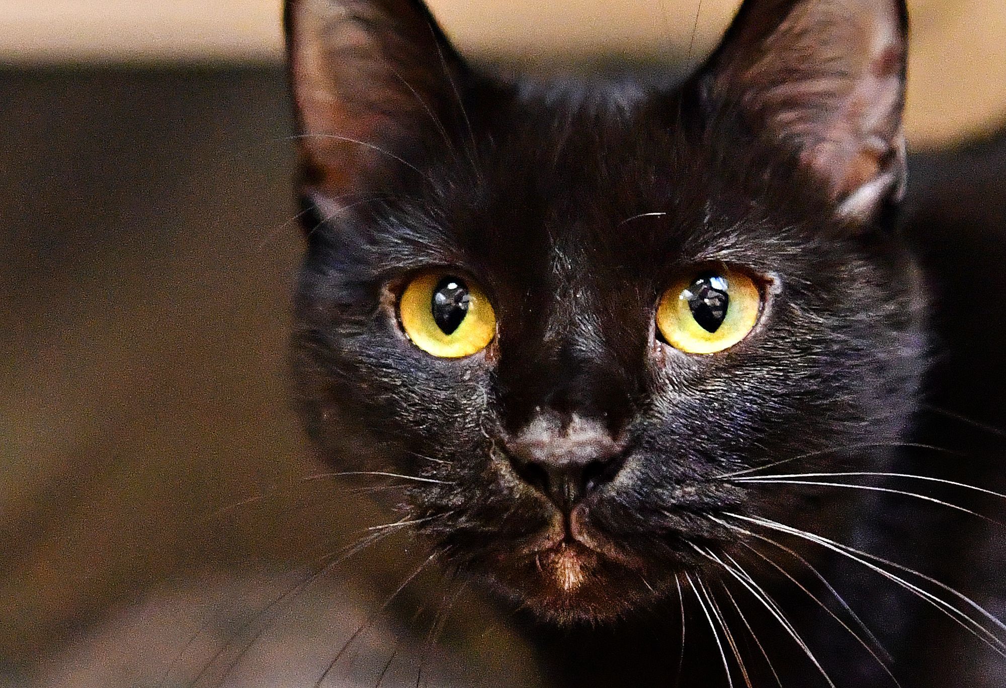 Close up photo of a black cat with yellow eyes. 