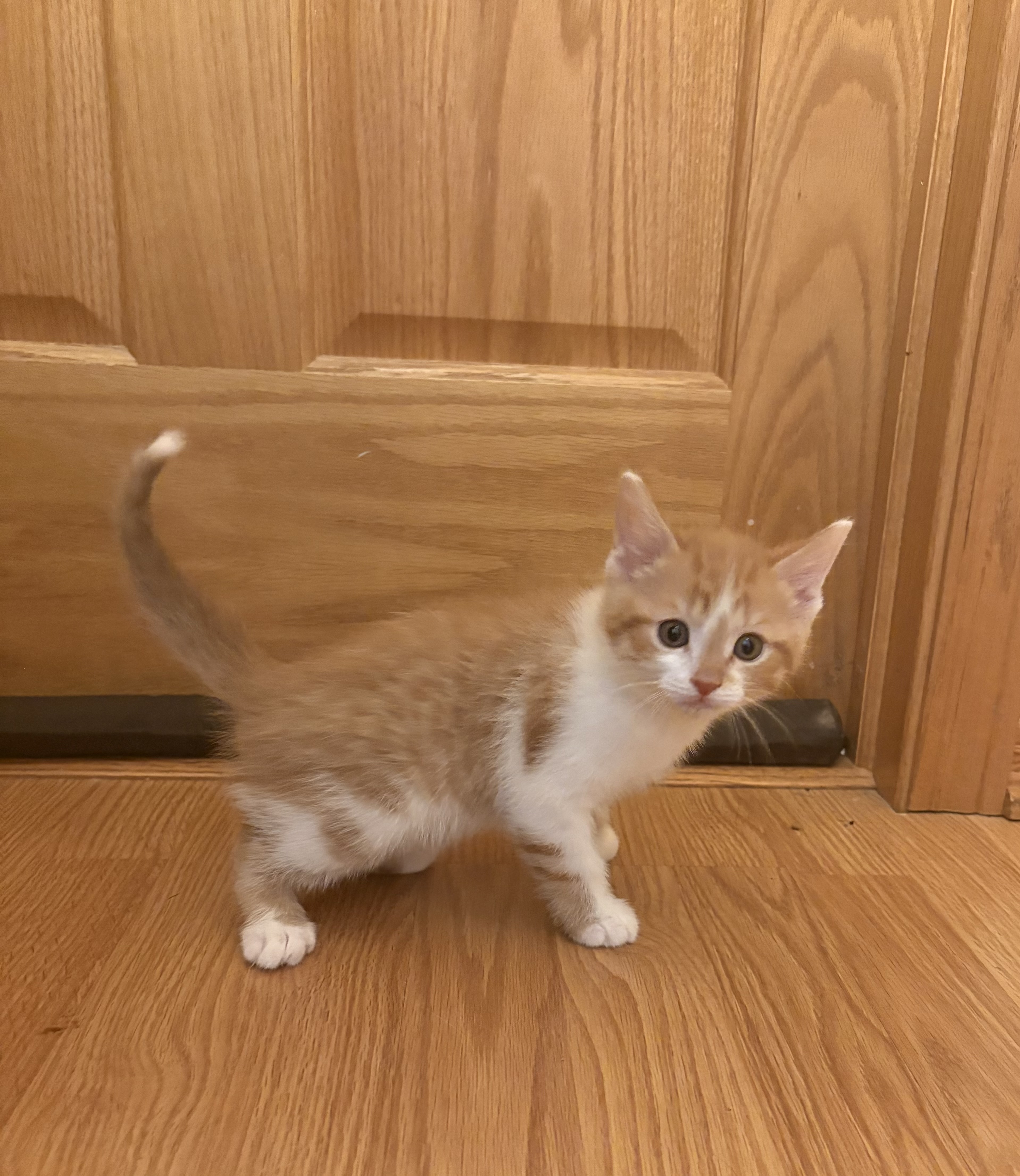 Jasper - Adoption Pending