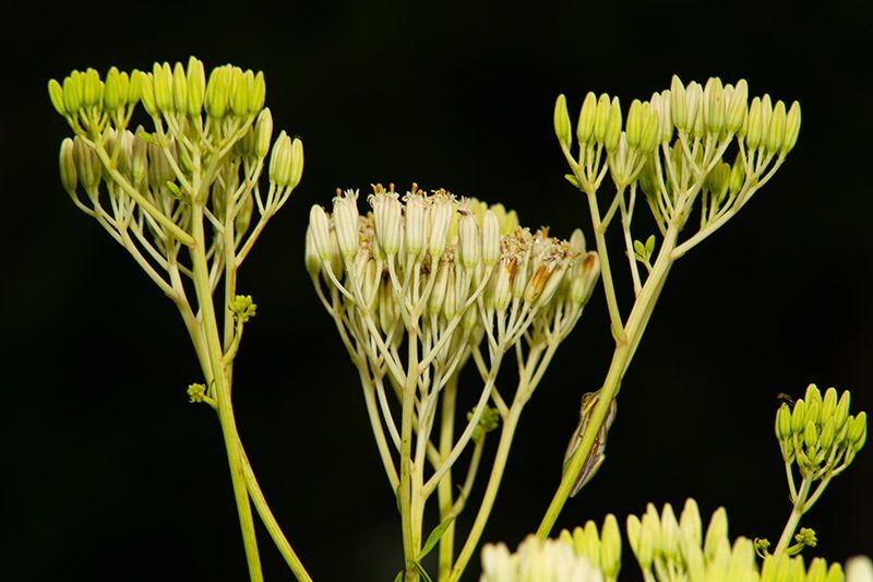 Ovateleaf Plantain