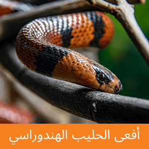 Honduran Milksnake