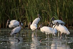 Wood Storks