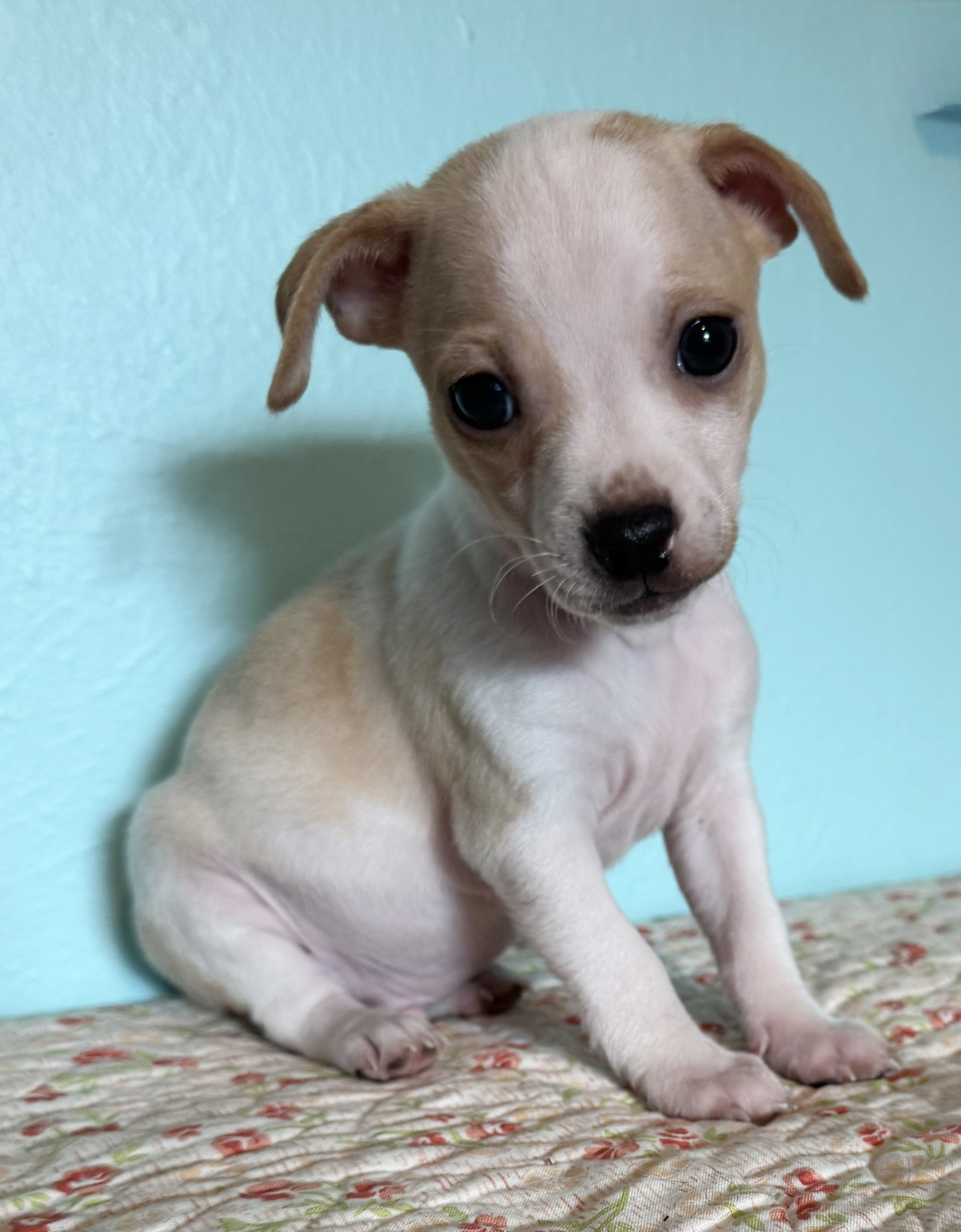 Copper - ADOPTION PENDING