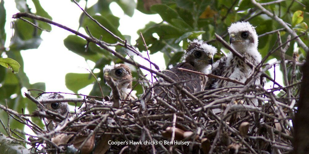 Cooper's Hawk chick