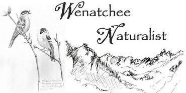 Wenatchee Naturalist