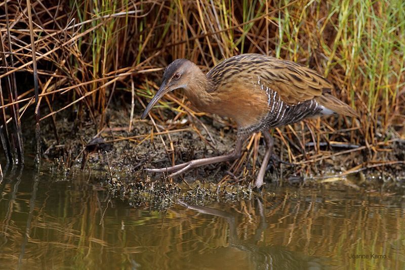 King Rail