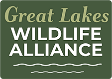 Friends Of The Wisconsin Wolf & Wildlife