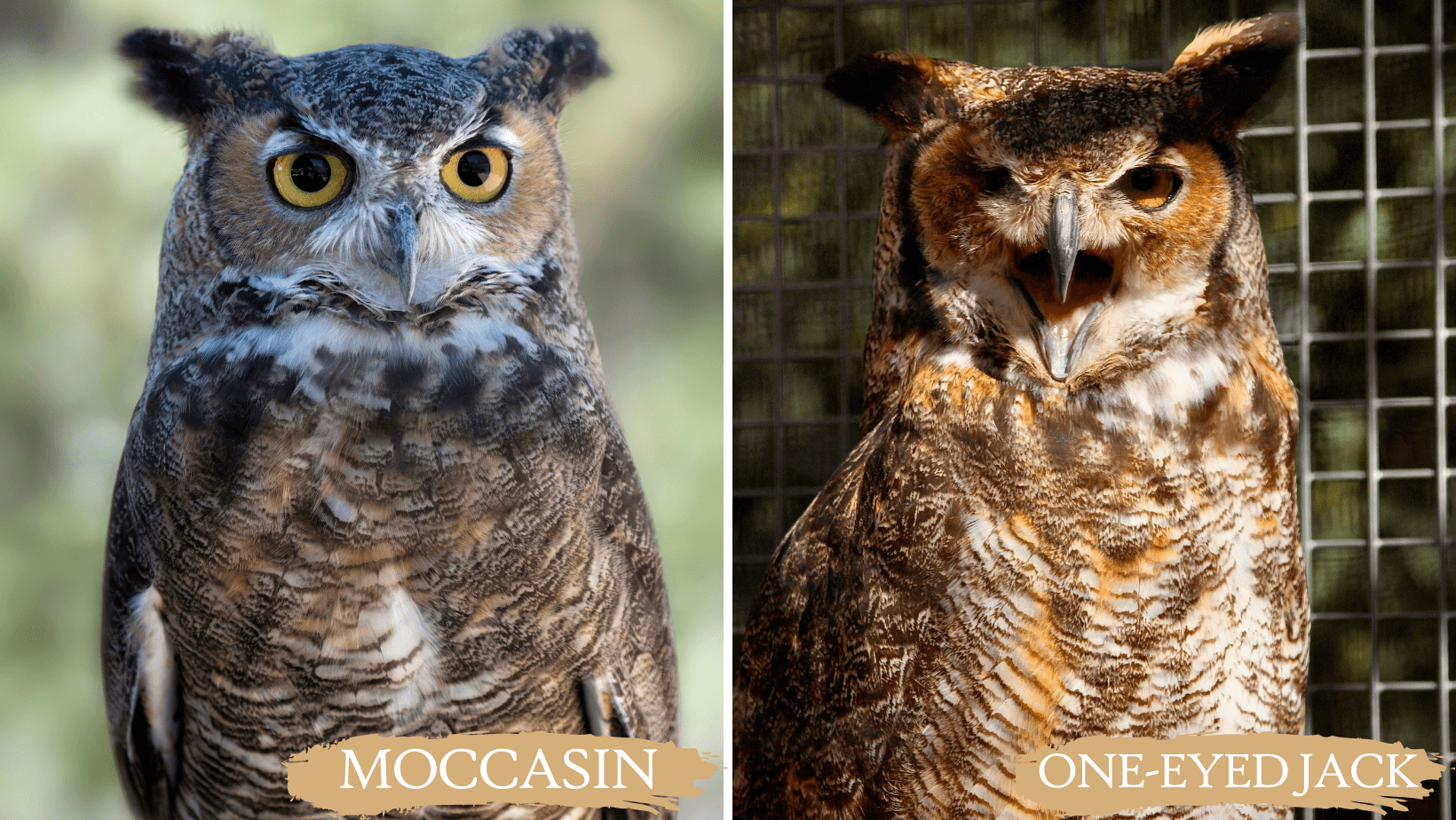 Great Horned Owl : ANIMALS : Southwest Wildlife Conservation Center