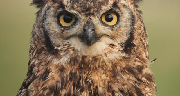 Owl Program at Huntsville Audubon